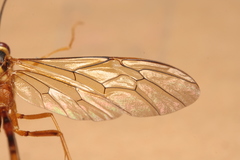 Stauropoctonus bombycivorus