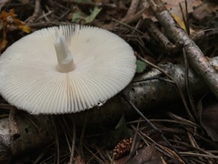 Amanita umbrinolutea