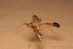 Stauropoctonus bombycivorus