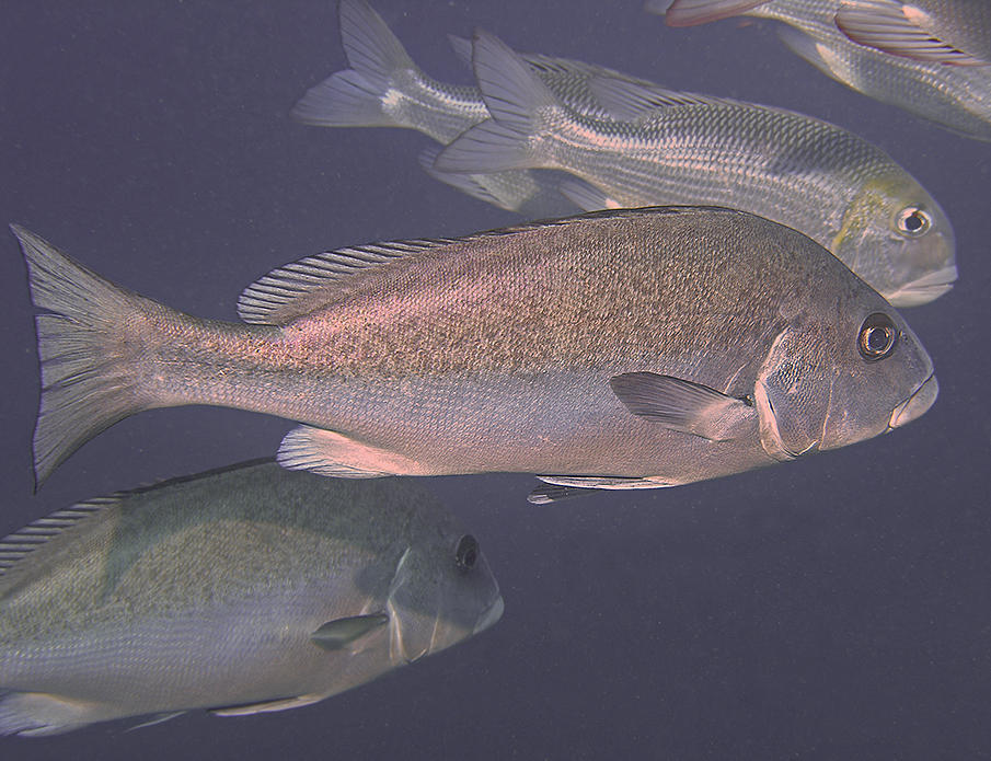 (Plectorhinchus) - Marine Life Identification