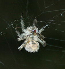 Pararaneus