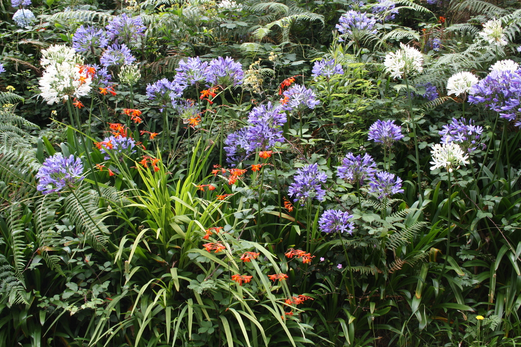 Agapanthus Subfamily