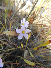 Oxalis livida livida