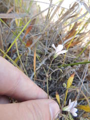 Oxalis livida livida