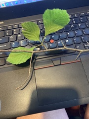 Crataegus succulenta