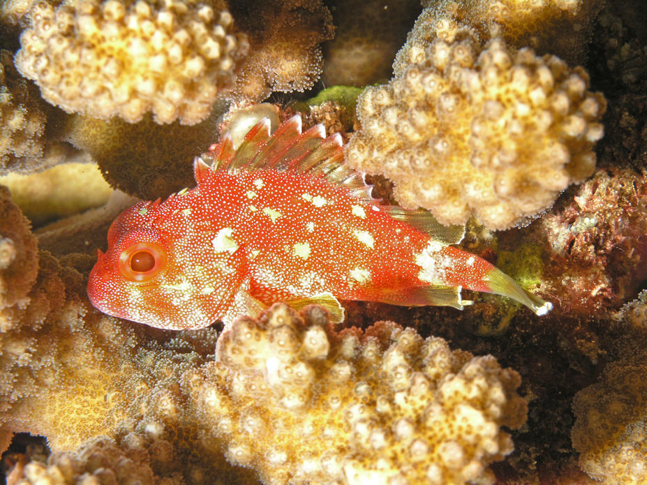Coral Scorpionfish