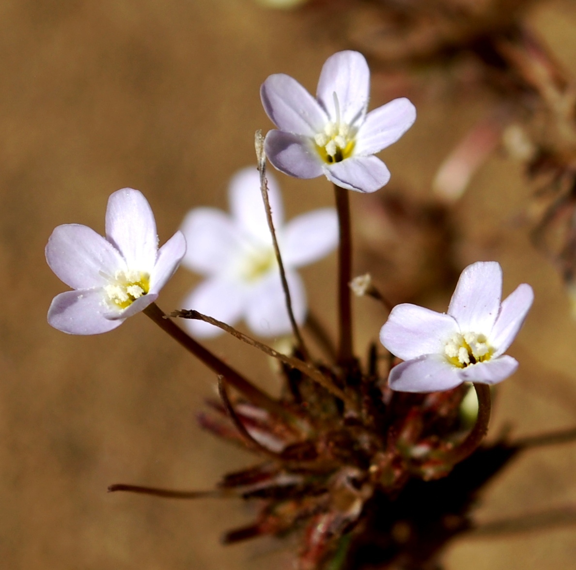 Leptosiphon breviculus