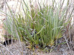 Protea scorzonerifolia