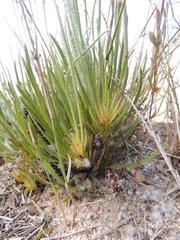 Protea scorzonerifolia