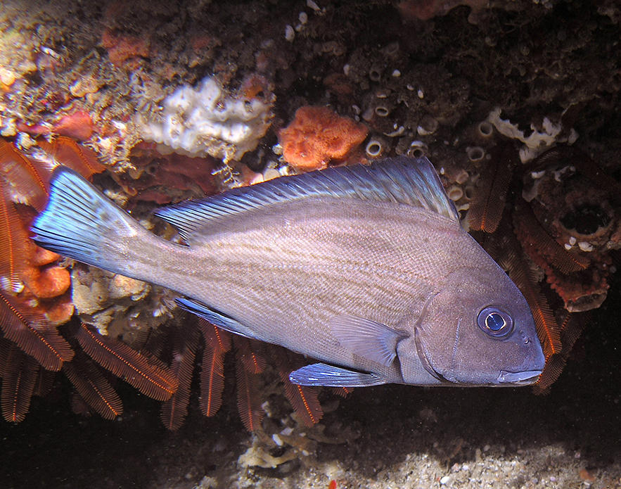 Sailfin Rubberlip