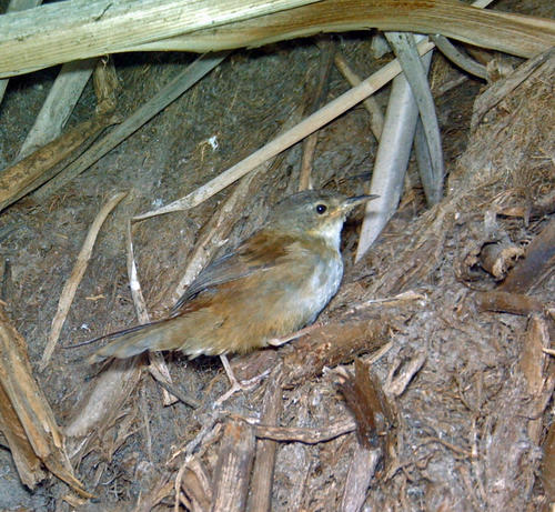Bradypterus baboecala