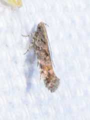 Aristotelia rubidella