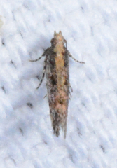 Aristotelia rubidella