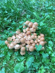 Lacrymaria lacrymabunda