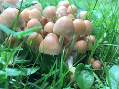 Lacrymaria lacrymabunda