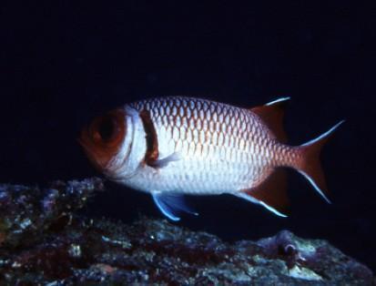 Blacktip soldierfish (Myripristis botche) — Holocentridae — 5