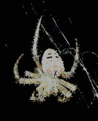 Pararaneus