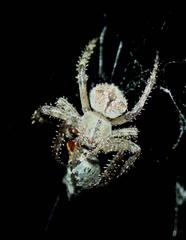 Pararaneus