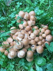 Lacrymaria lacrymabunda