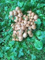 Lacrymaria lacrymabunda