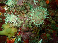 Anthostella stephensoni