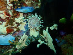 Anthostella stephensoni