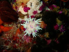 Anthostella stephensoni