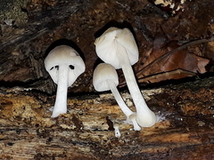 Pluteus semibulbosus