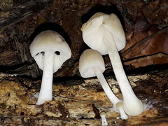 Pluteus semibulbosus