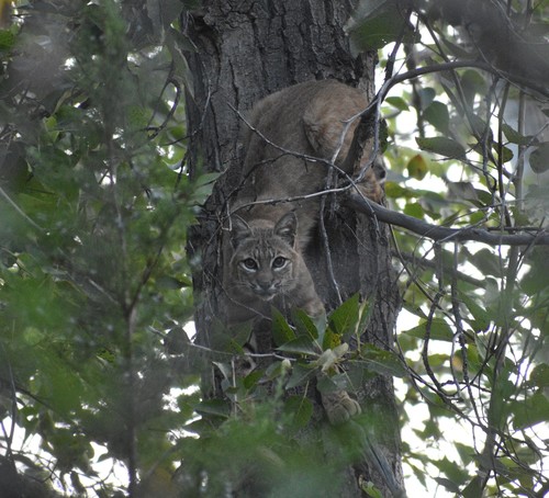 Bobcat photographed in Idaho