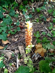 Orobanche hederae