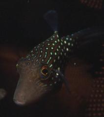 Canthigaster janthinoptera