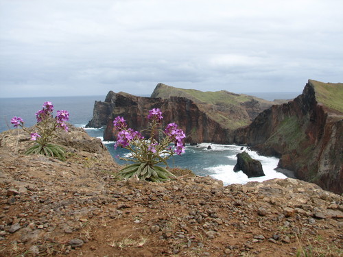 Matthiola maderensis (Matthiola maderensis)