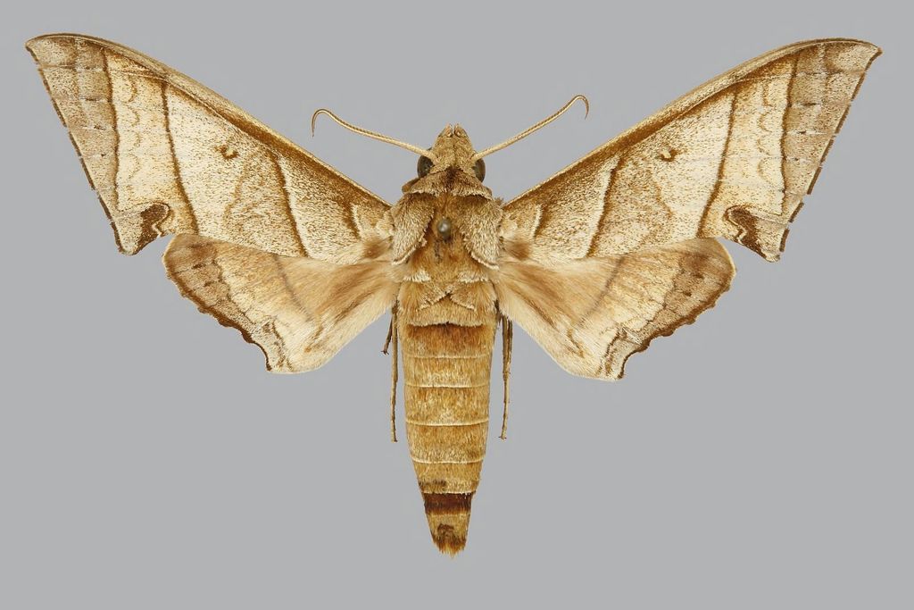 Polyptychus orthographus