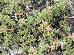 Thymus calcareus