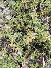 Thymus calcareus