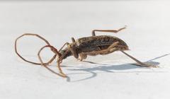 Afroartelida teunisseni