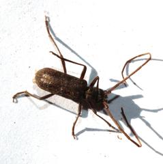 Afroartelida teunisseni