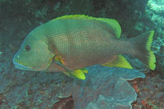 Lutjanus rivulatus