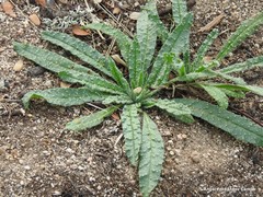 Echium vulgare pustulatum
