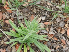 Echium vulgare pustulatum