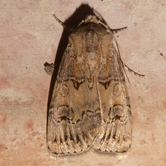 Agrotis bigramma