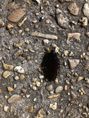 Periplaneta fuliginosa