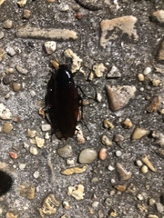 Periplaneta fuliginosa