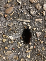 Periplaneta fuliginosa