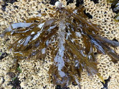 Desmarestia ligulata