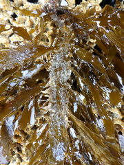 Desmarestia ligulata