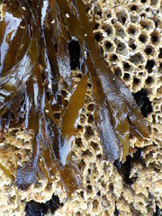 Desmarestia ligulata