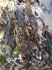 Desmarestia ligulata