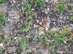 Lysimachia linum-stellatum